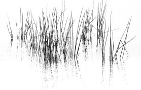b-reeds