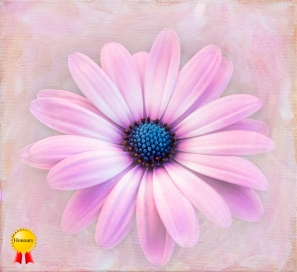a-Painted daisy