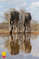 A-zebras_at_waterhole