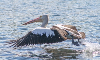 B-Pelican