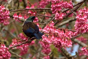 c-its_a_Tui_spring