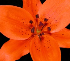 Orange_Beauty