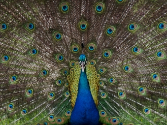 Peacock.cmr