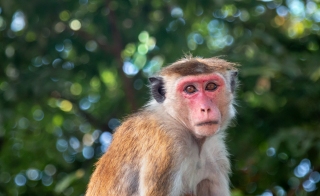 a-Toque Monkey, Sri Lanka