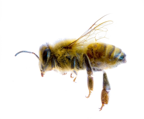 A-Honeybee-Apis-Mellifera