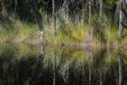 b-Mirrored Grasses_Noosa_Everglades
