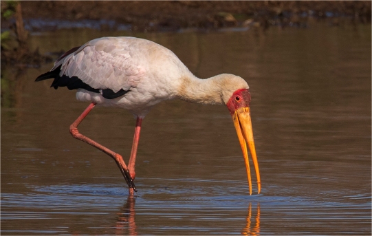 a-Yellow-Billed-Stork-Fishing
