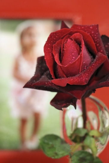 B-Rose of Love