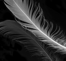 a-Feather light.Honours