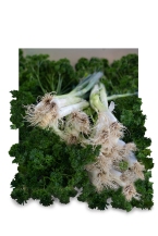 c-Parsley-and-Spring-Onions